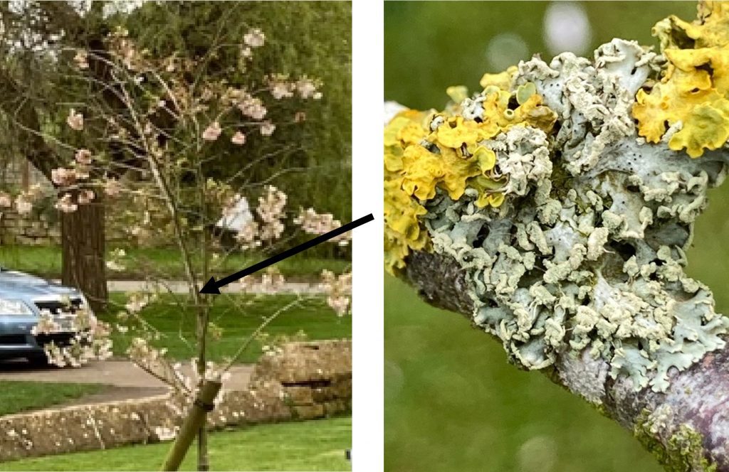 Lichens on a tree