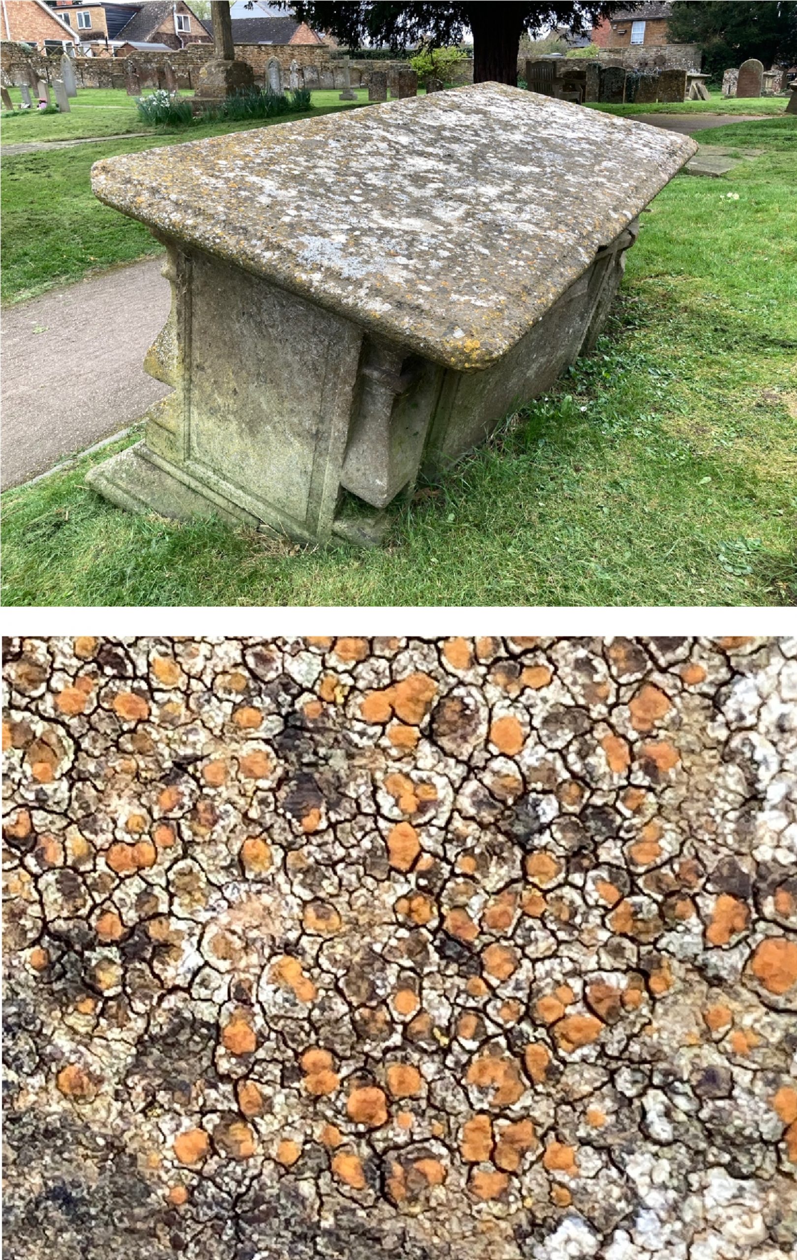 Lichens on a headstone