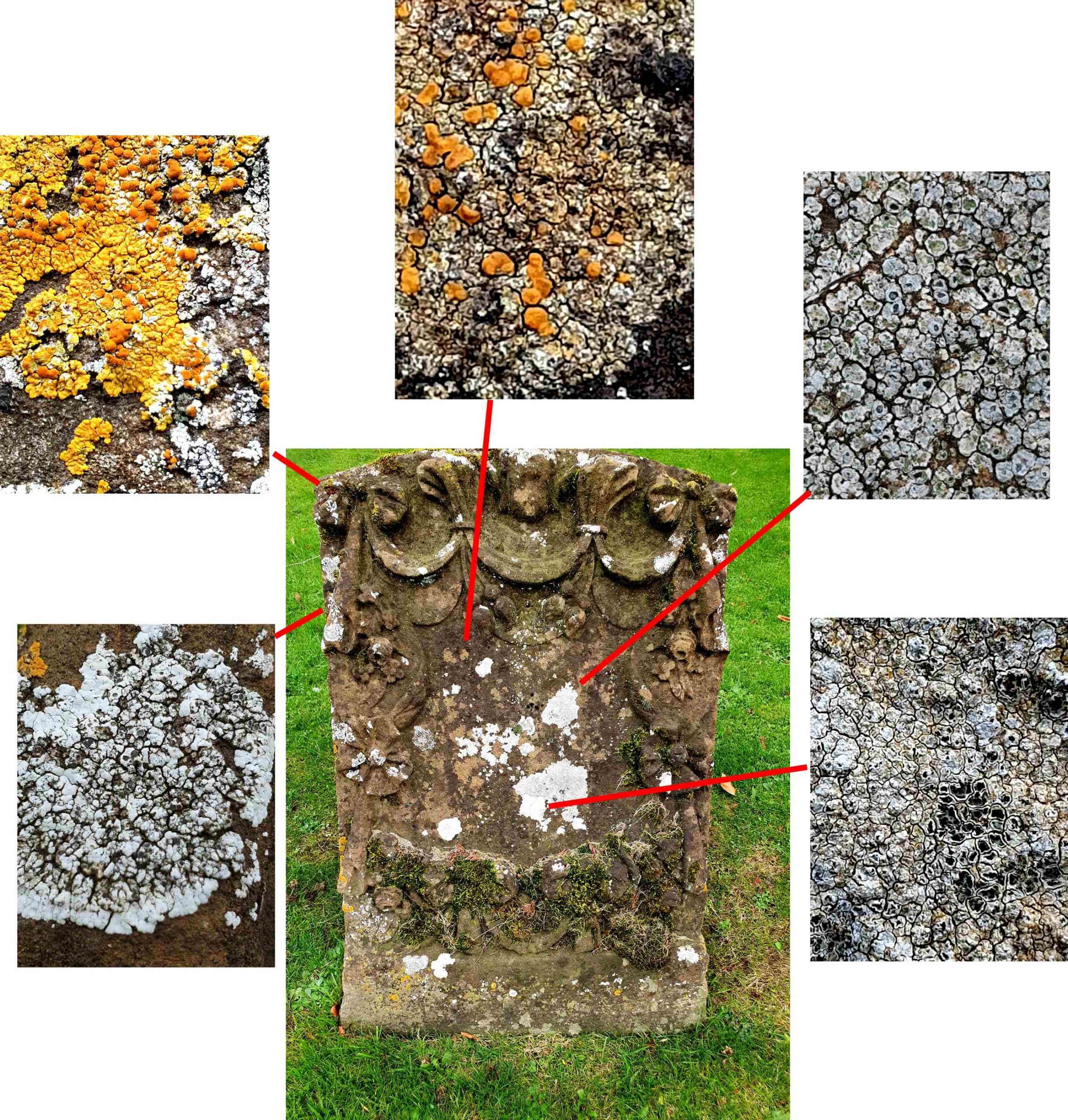 Lichens on a headstone