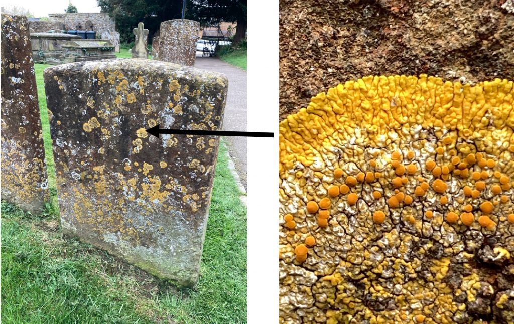 Lichens on a headstone
