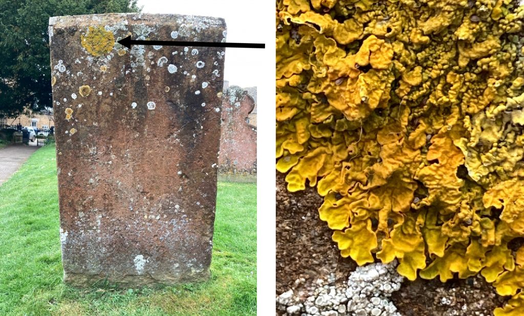 Lichens on a headstone