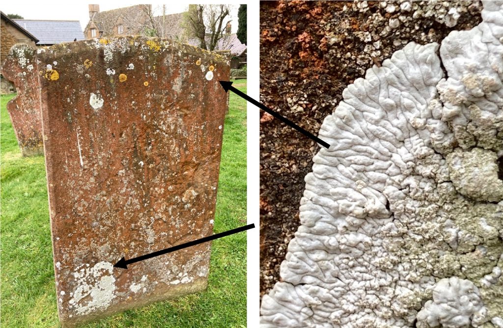 Lichens on a headstone