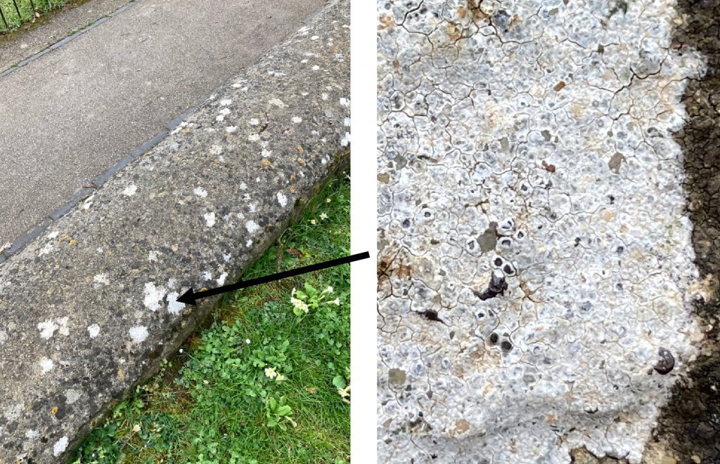 Lichens on a headstone