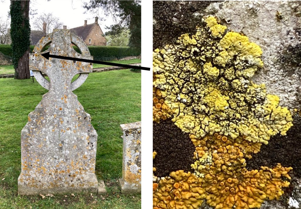 Lichens on a footpath