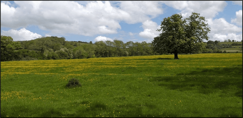 Field with a tree, hedges and yellow flowers