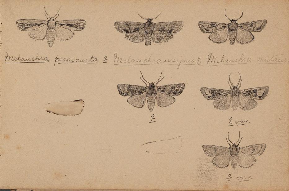 Sketches of insects