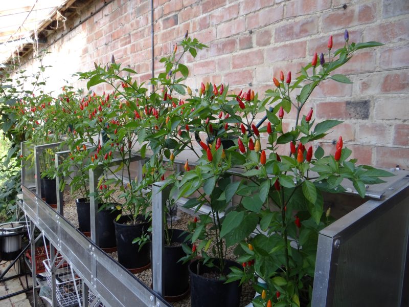 National Garden Scheme 2025