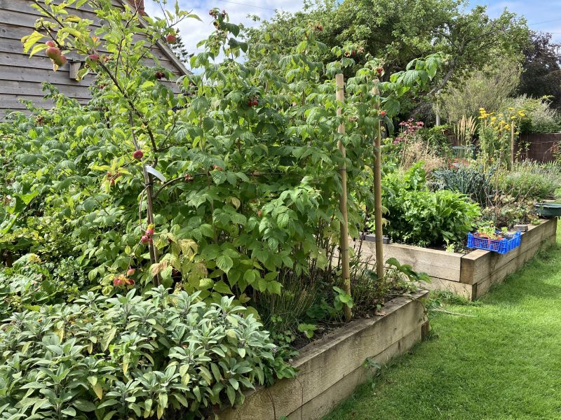 National Garden Scheme 2025