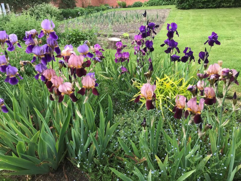 National Garden Scheme 2025