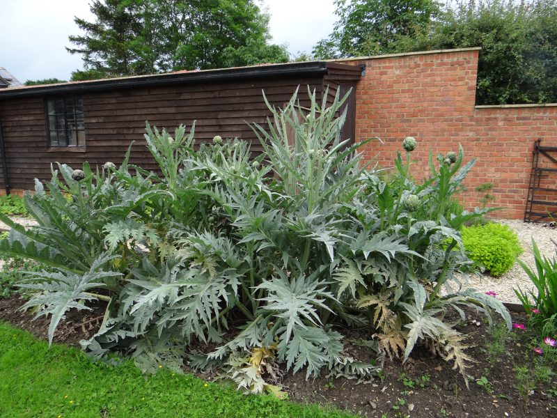 National Garden Scheme 2025