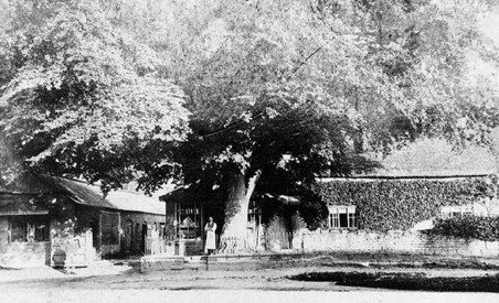 Very large tree with buildings behind