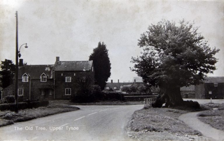 Village street with buildings and a large tree