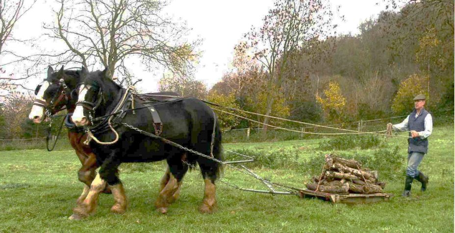 Two horses and a handler. Hauling a load of logs