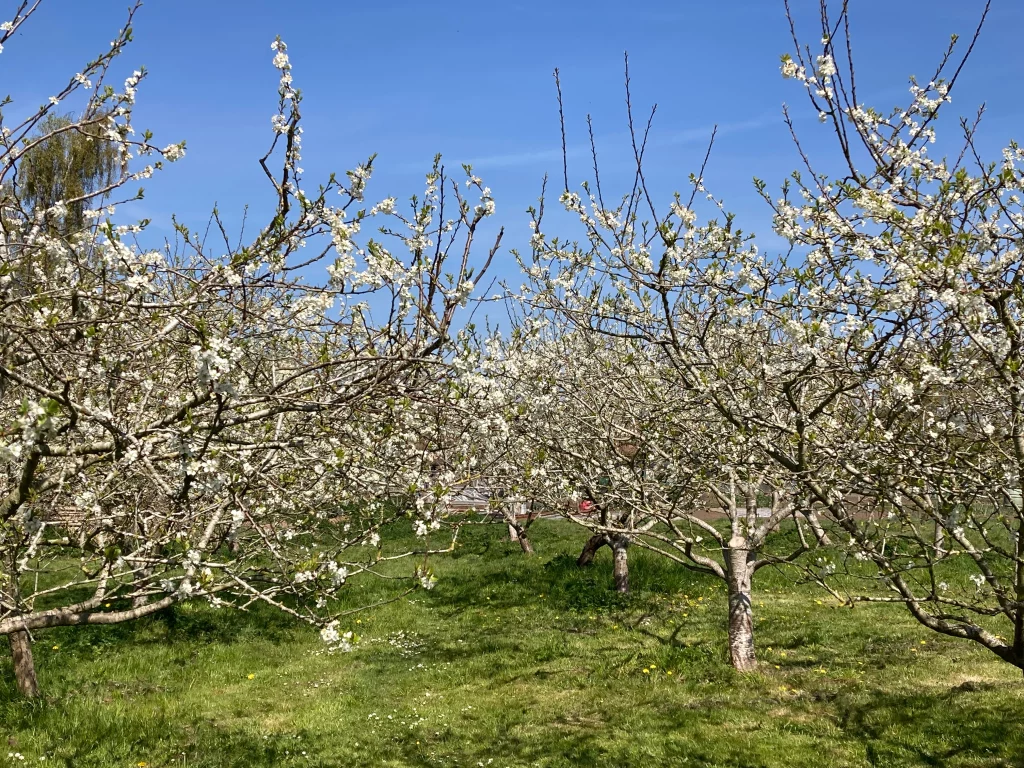 WOT2GROW Orchard - Orchard in the spring