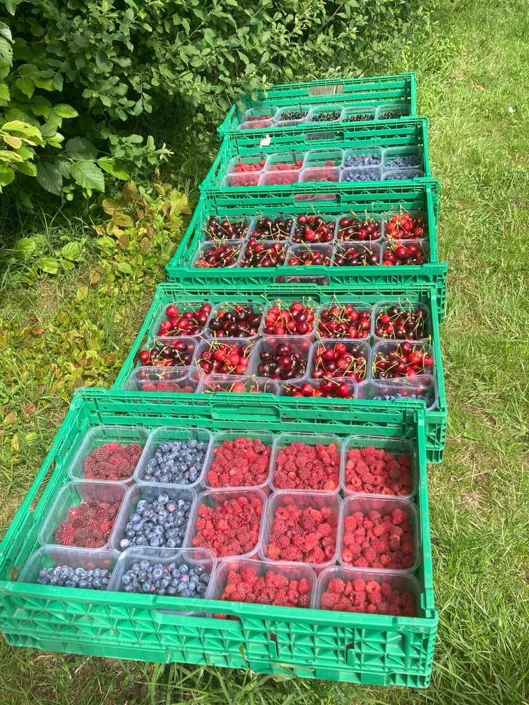 WOT2GROW Orchard - fruit