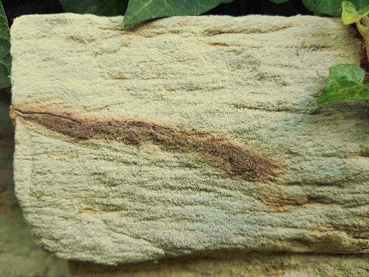 Limestone with a dark streak of iron oxide