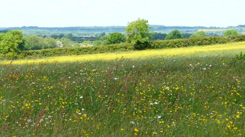 Sunrising Burial Ground's meadow