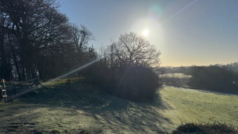 Landscape with winter trees, grass and sunlight