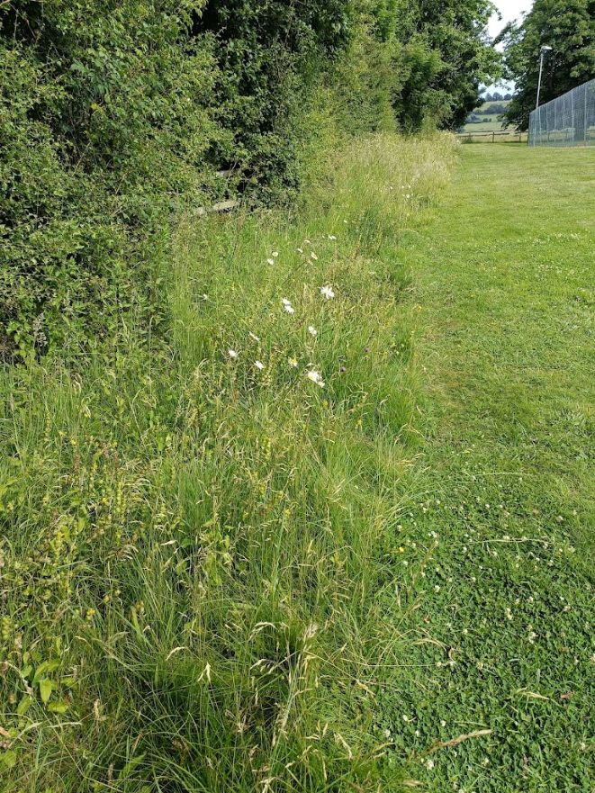Hedgerow on Tysoe Playing Field