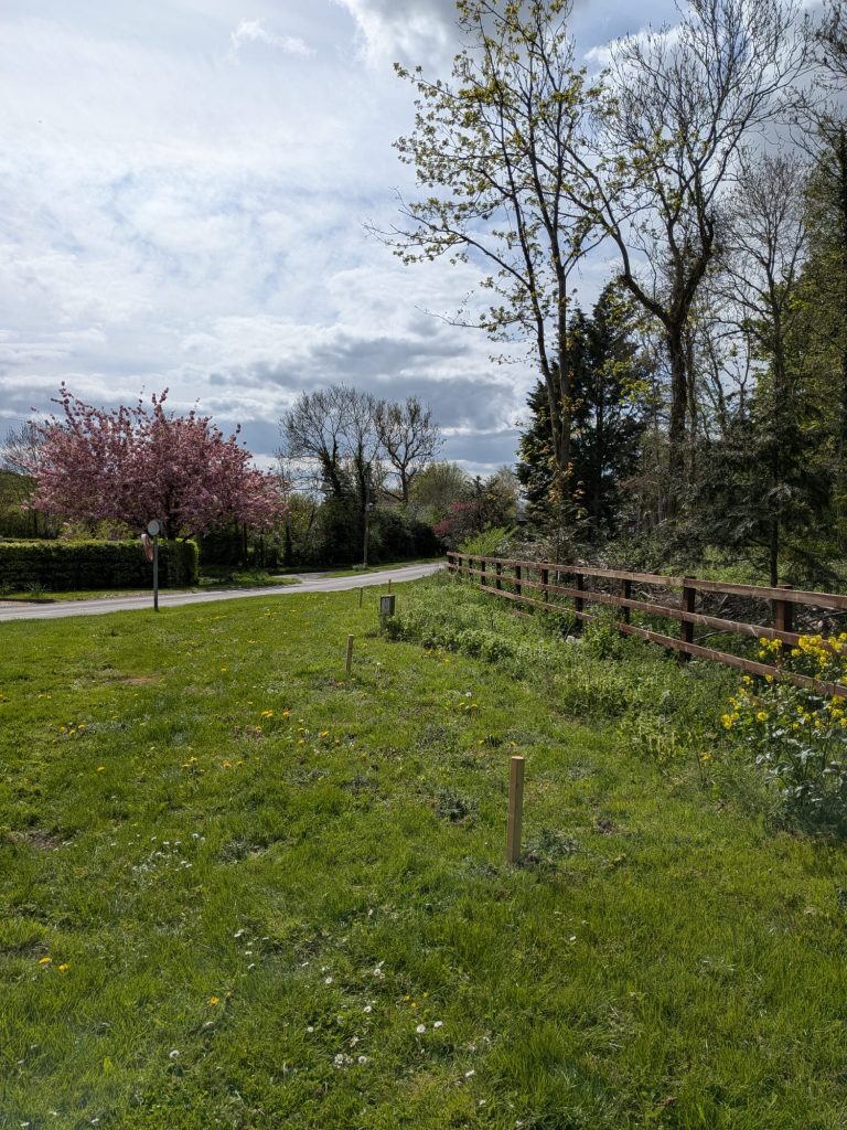 Poolgate Wildflower Area