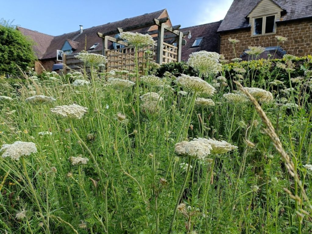 School Lane Hedgerow