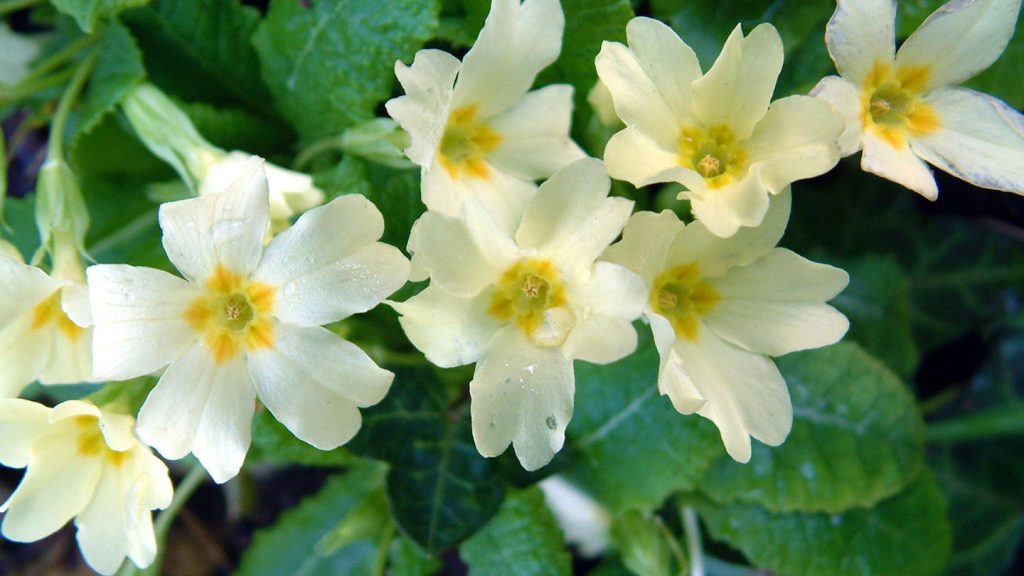 Primroses in bloom